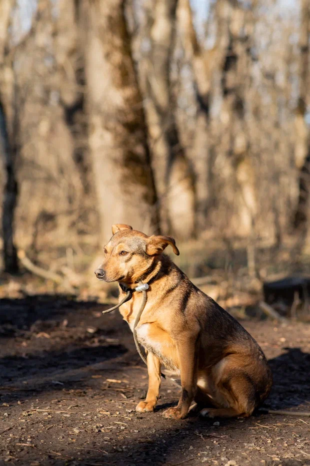 Булка