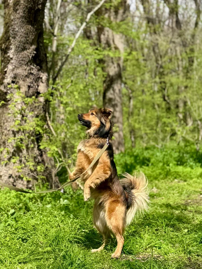 Арсик Арсик