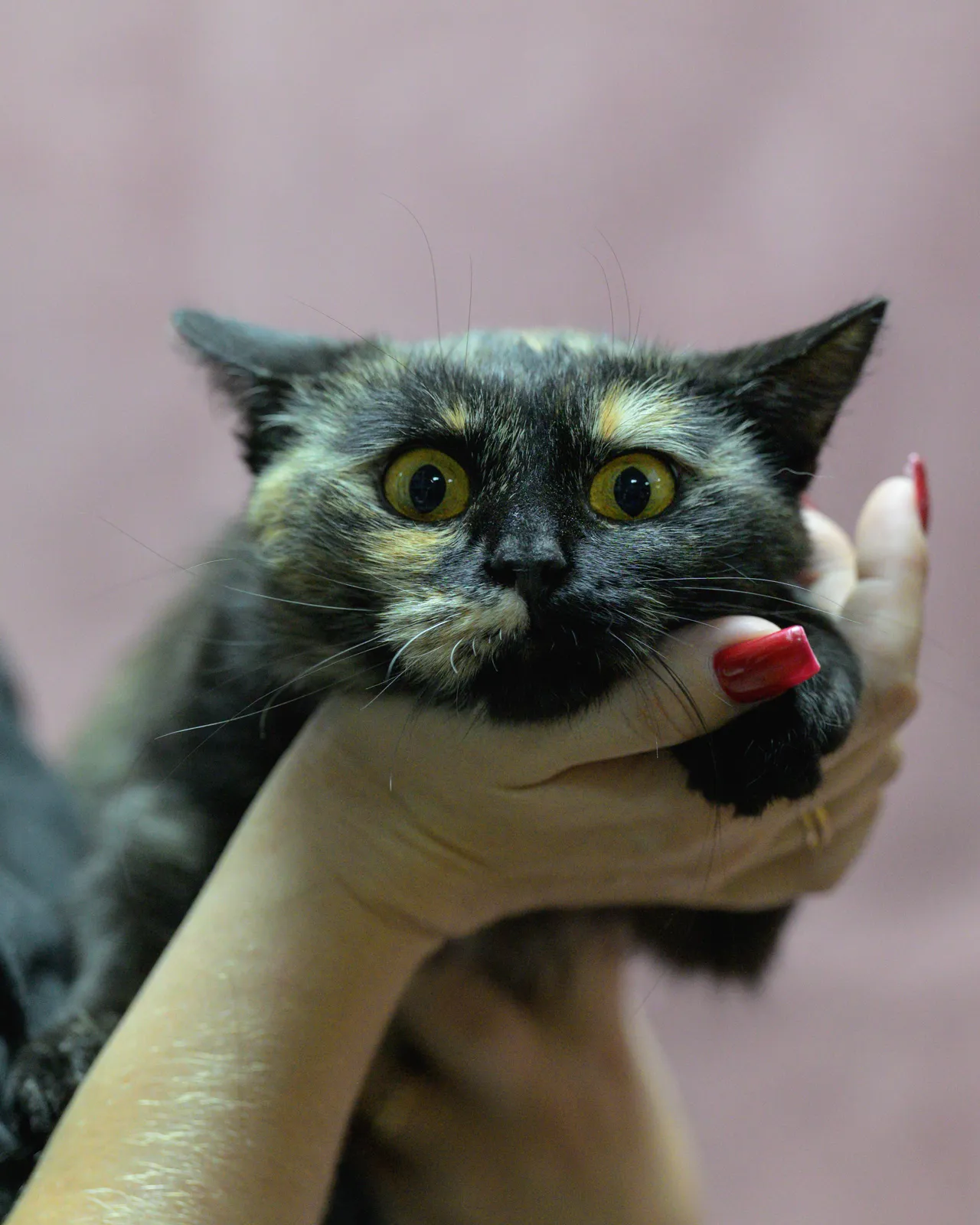Кошми