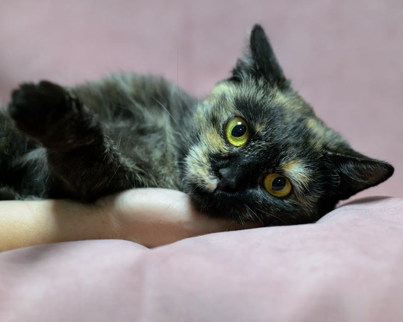 Кошми