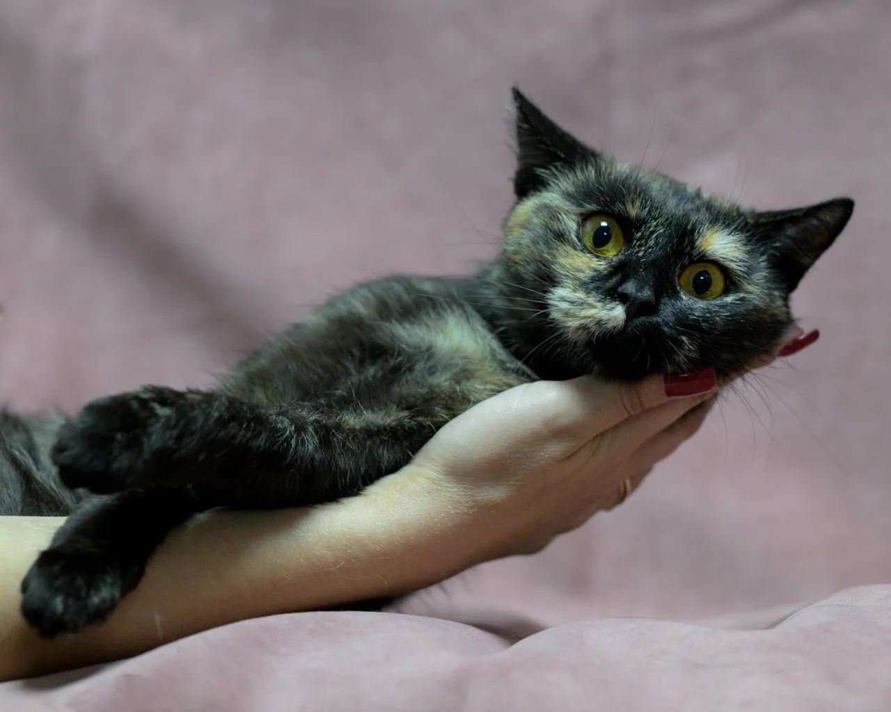Кошми