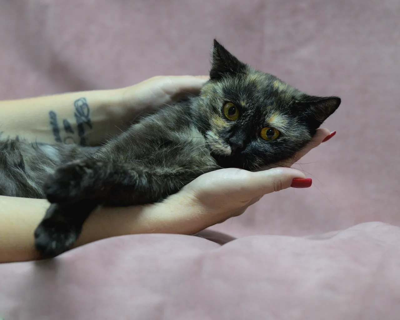 Кошми