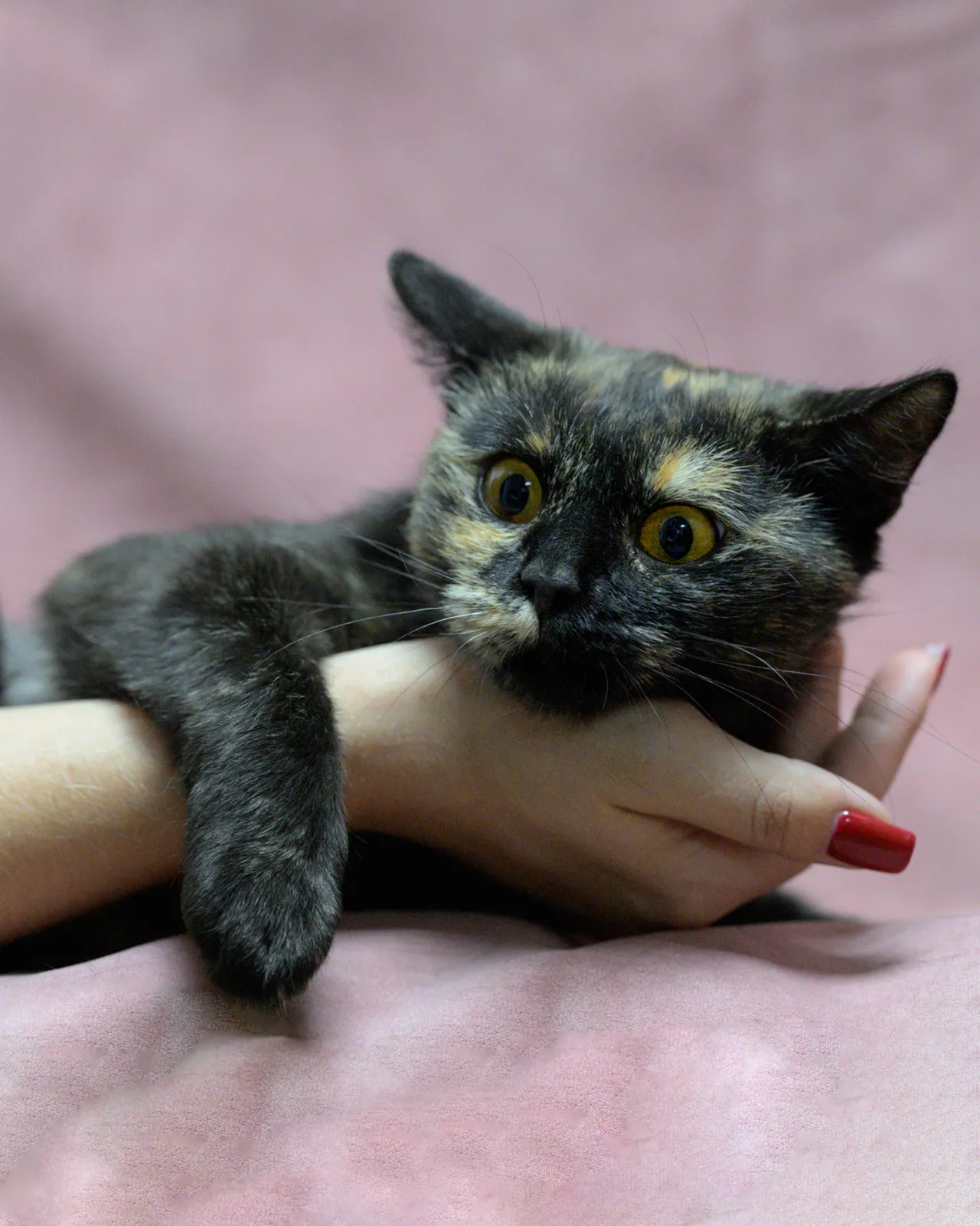 Кошми