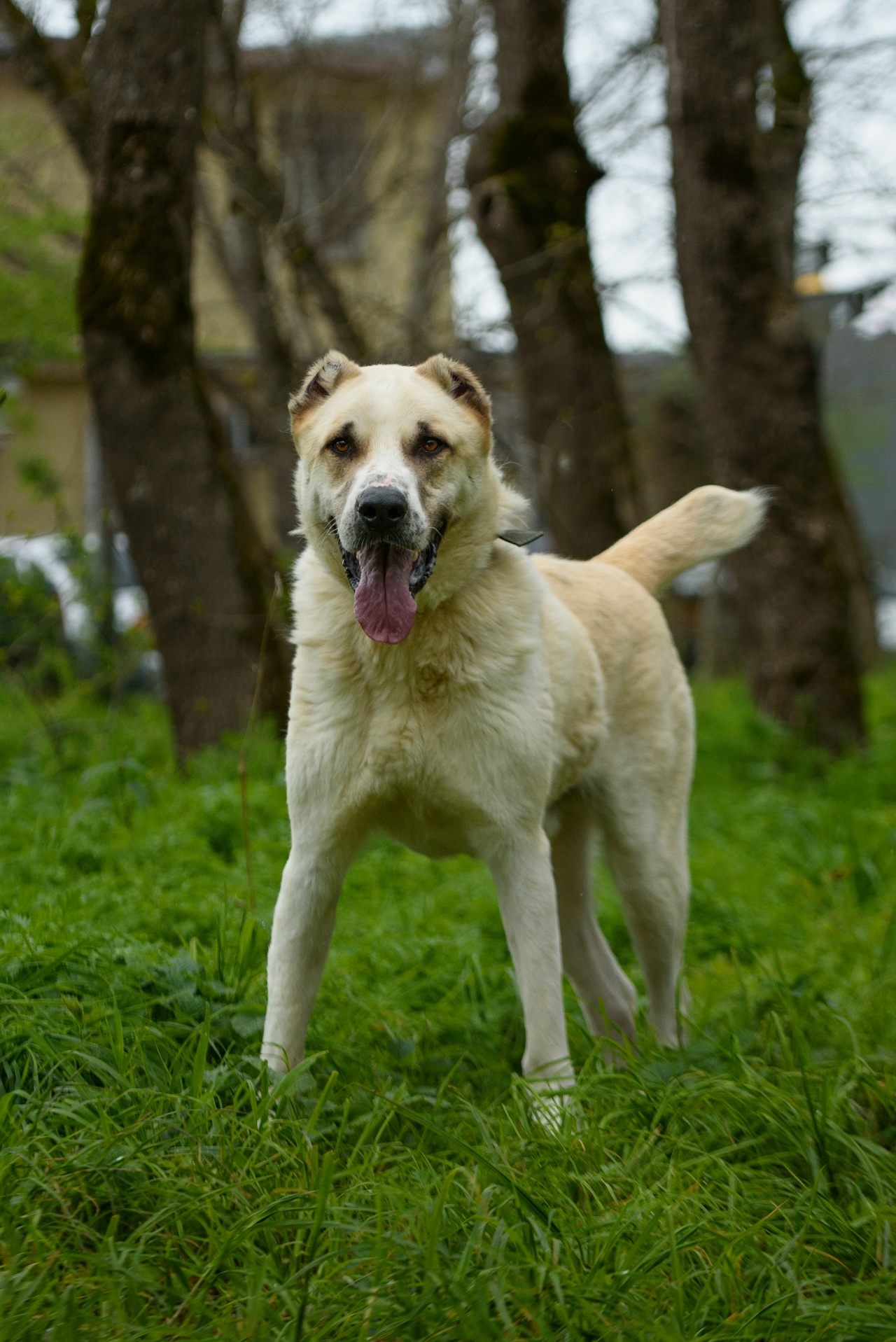 Аман